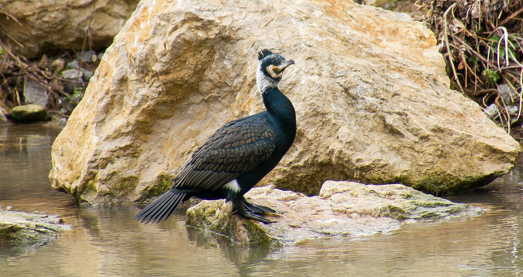 Besser Corona als Vogelgrippe Foto & Bild | tiere ...