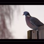 Besser den Spatz in der Hand als die Taube auf dem Dach...