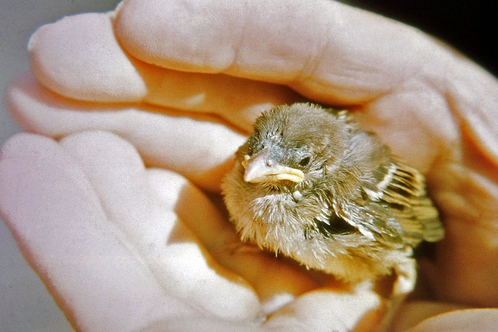 Besser den Spatz in der Hand als die Taube auf dem Dach