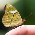 Besser ein Schmetterling in der Hand als.......