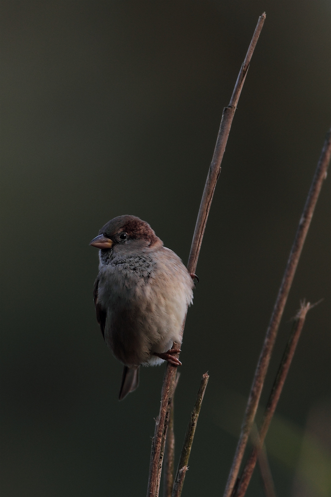 besser ein Spatz am Halm...