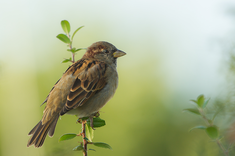 Besser ein Spatz auf dem Ast..