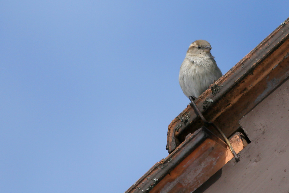 Besser ein Spatz auf dem Dach ...