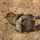 Besser ein Spatz im Sand