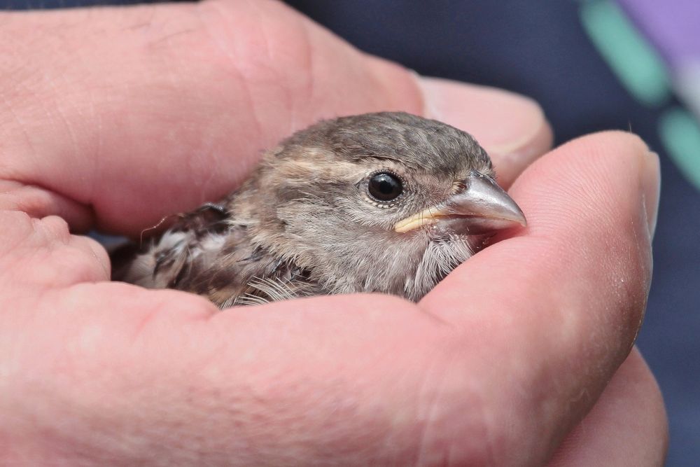Besser ein Spatz in der Hand Foto & Bild tiere, tier und mensch, singvögel Bilder auf Besser ein Spatz in der Hand Foto & Bild tiere, tier und mensch, singvögel Bilder auf