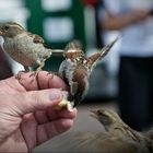 Besser ein Spatz in der Hand, als eine Taube auf dem Dach...