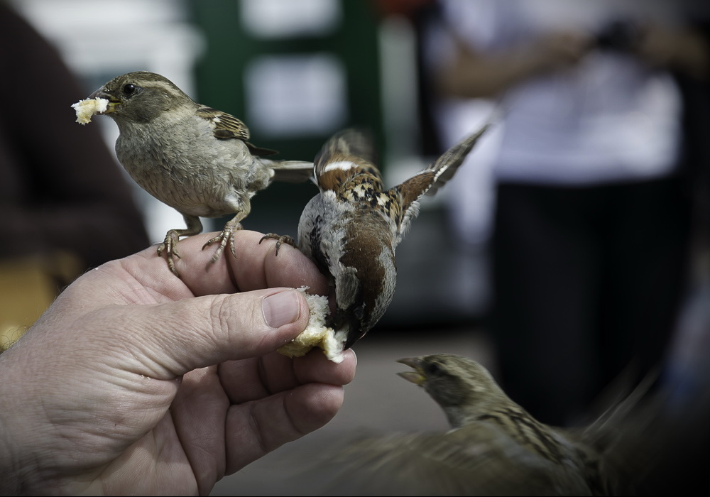 Besser ein Spatz in der Hand, als eine Taube auf dem Dach... Foto & Bild tiere, wildlife, wild Besser ein Spatz in der Hand, als eine Taube auf dem Dach... Foto & Bild tiere, wildlife, wild