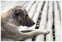 Besser einen Hund als Freund, als einen Freund, der sich als Hund herausstellt!  (Aus Rußland)