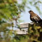 Besser noch ne Amsel, als gar Nix als Fotobeute - oder?