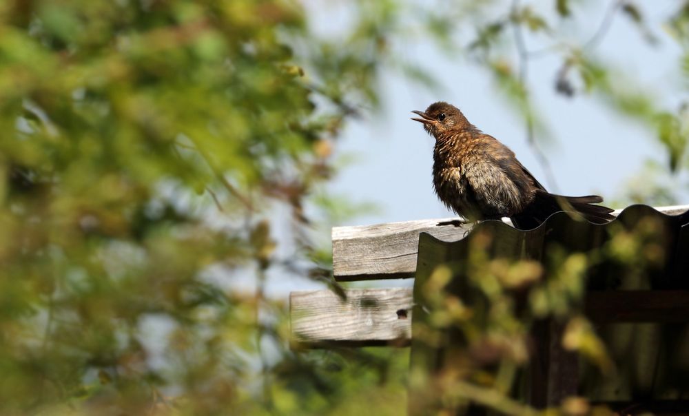 Besser noch ne Amsel, als gar Nix als Fotobeute - oder?