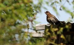 Besser noch ne Amsel, als gar Nix als Fotobeute - oder?