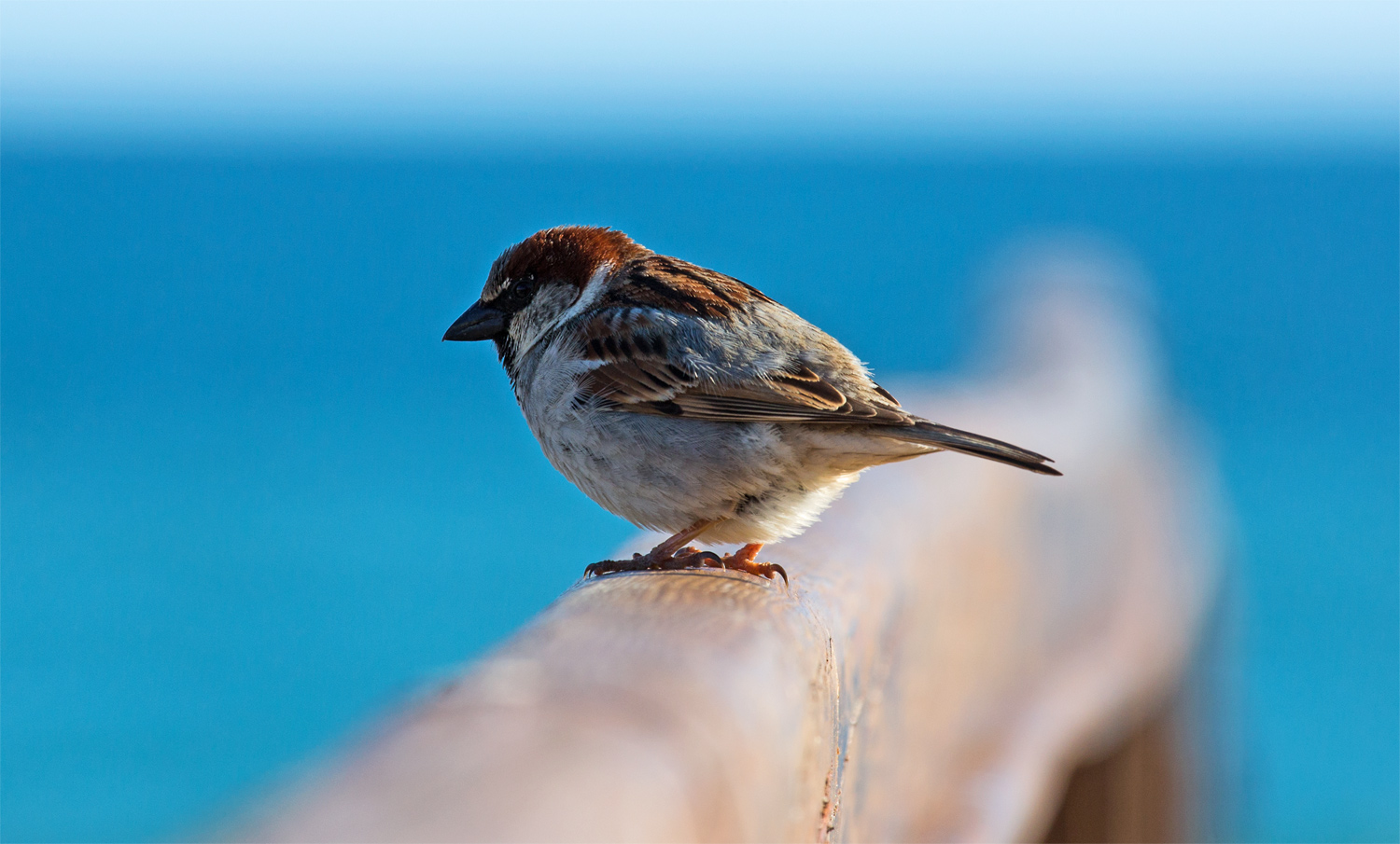 besser nur einen Spatz auf dem Bild als gar keinen Vogel