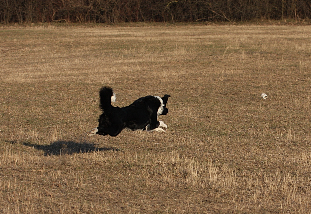 Bessi auf der Jagt nach dem Ball #2