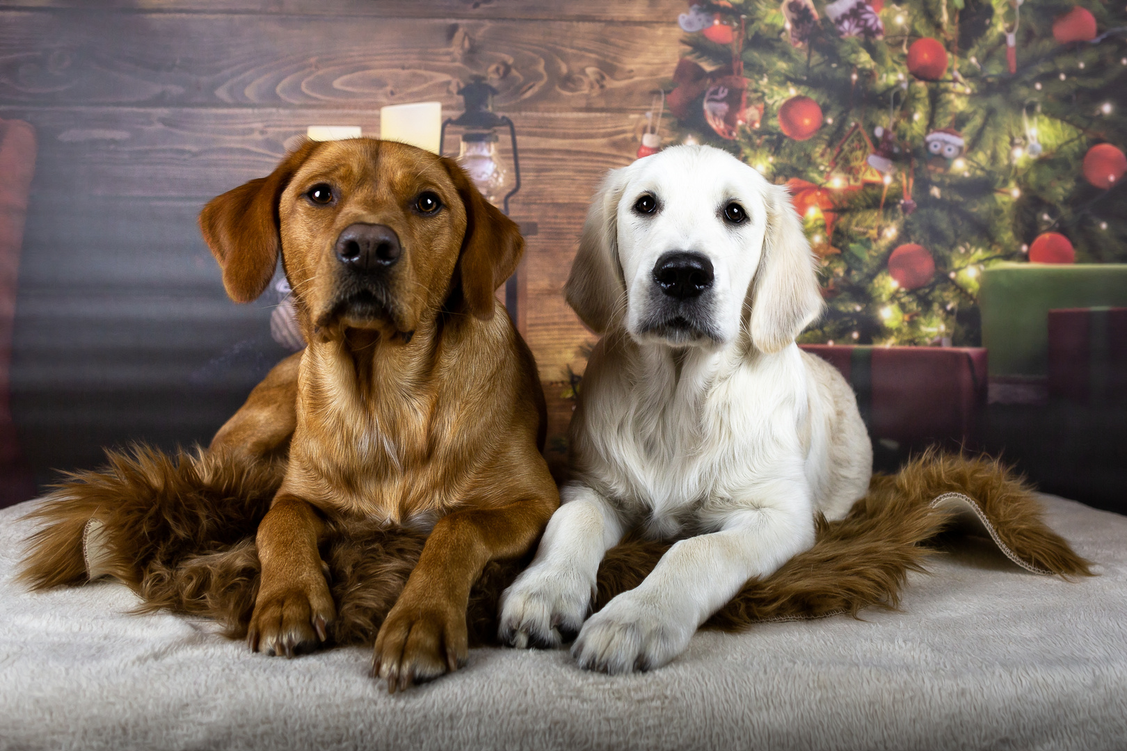 best buddys Foto & Bild tiere, haustiere, hunde Bilder auf