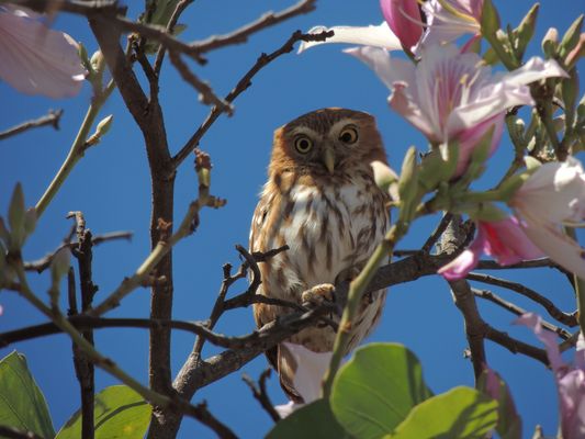 Best nature in Brasília2