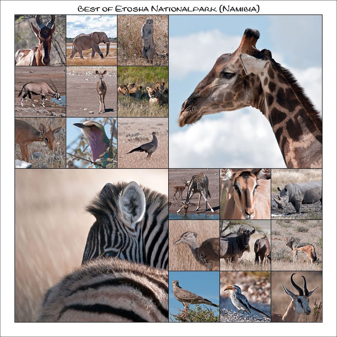 Best of Etosha Nationalpark