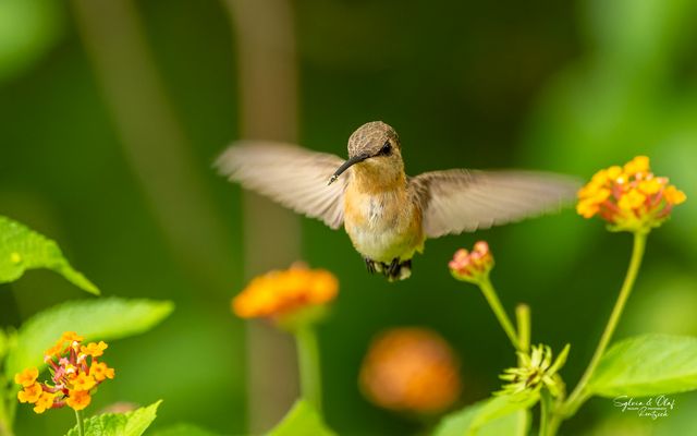 °°_Bestäuber_°°