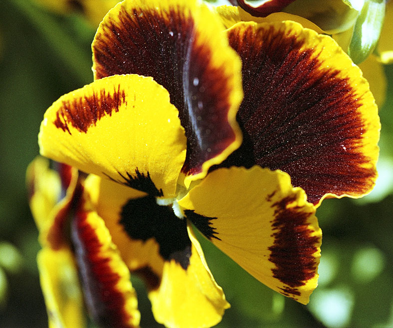 Bestäubt ist meine gold-gelbe Blüte...