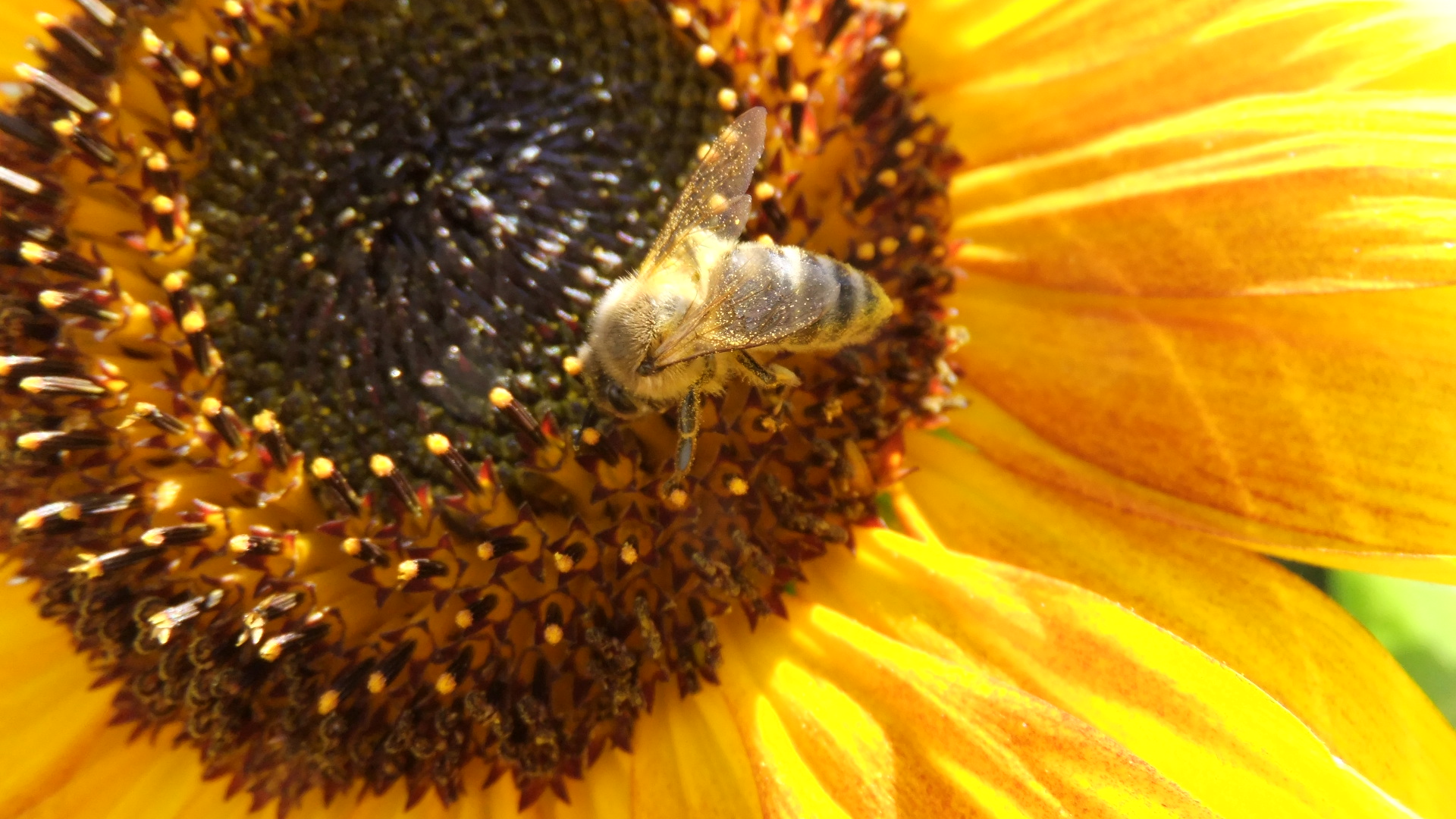 Bestäubte Biene in Sonnenblume