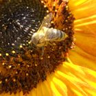 Bestäubte Biene in Sonnenblume