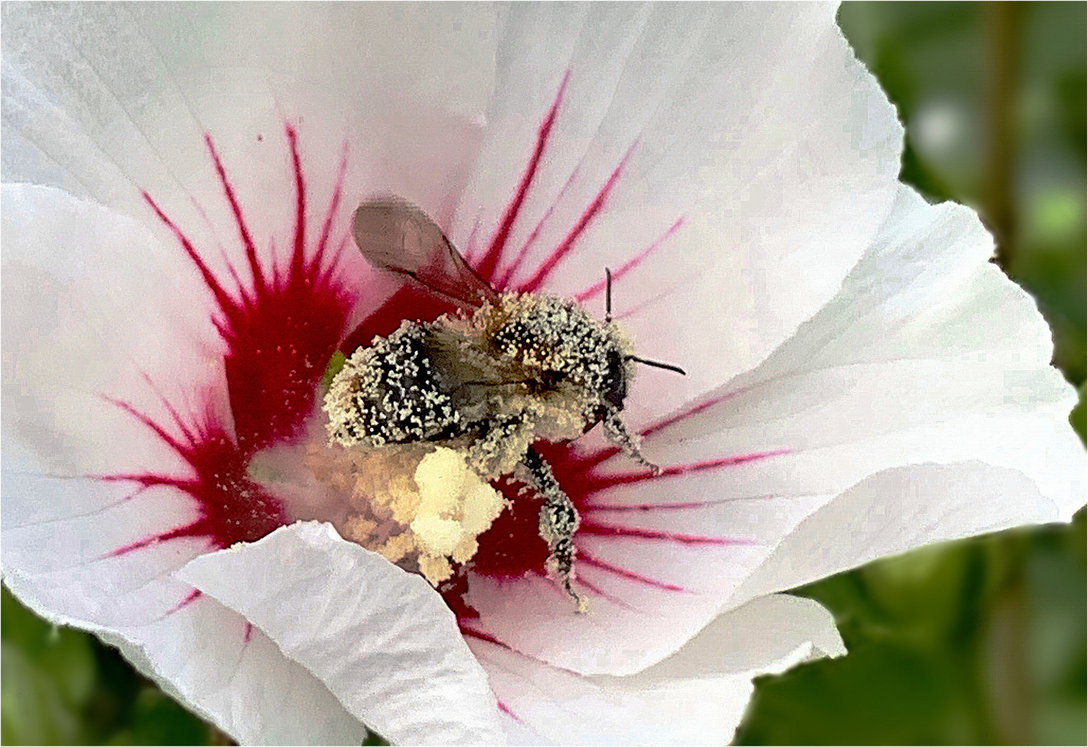 bestäubte Hummel im Hibiskus, mein Sonntagsgruß