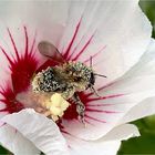 bestäubte Hummel im Hibiskus, mein Sonntagsgruß