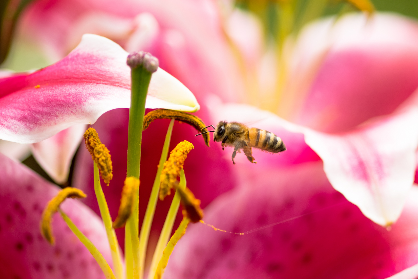 Bestäubung Foto & Bild tiere, wildlife, insekten Bilder auf