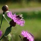 Bestäubung der Flockenblume