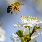 Bestäubung der Mirabellenblüte