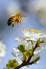 Bestäubung der Mirabellenblüte