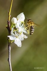 Bestäubung der Mirabellenblüte II