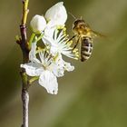 Bestäubung der Mirabellenblüte II