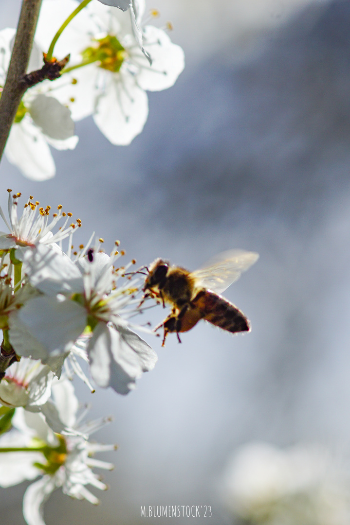 Bestäubung der Mirabellenblüte III