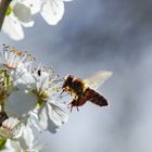 Bestäubung der Mirabellenblüte III