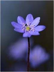 Bestäubung eines Leberblümchen