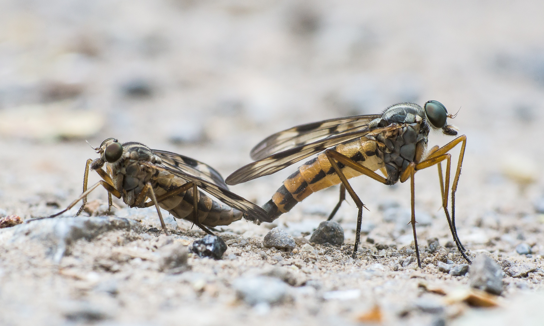 Bestandssicherung von Schnepfenfliegen