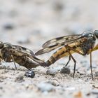 Bestandssicherung von Schnepfenfliegen