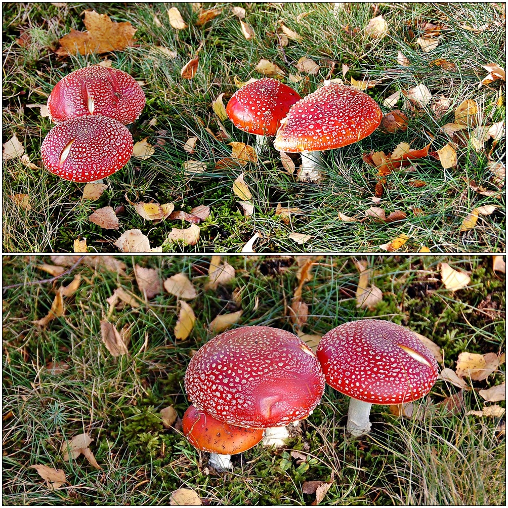 Bestandteil jeder anständigen Hexensalbe ...