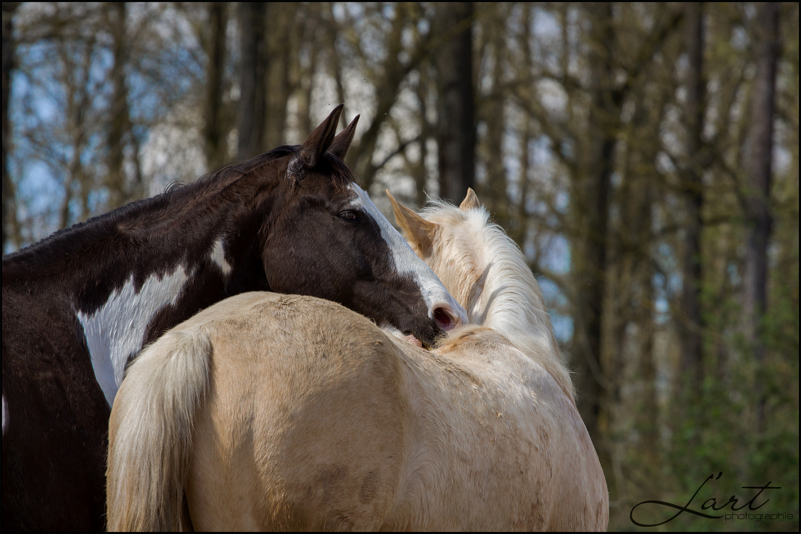 beste Freunde