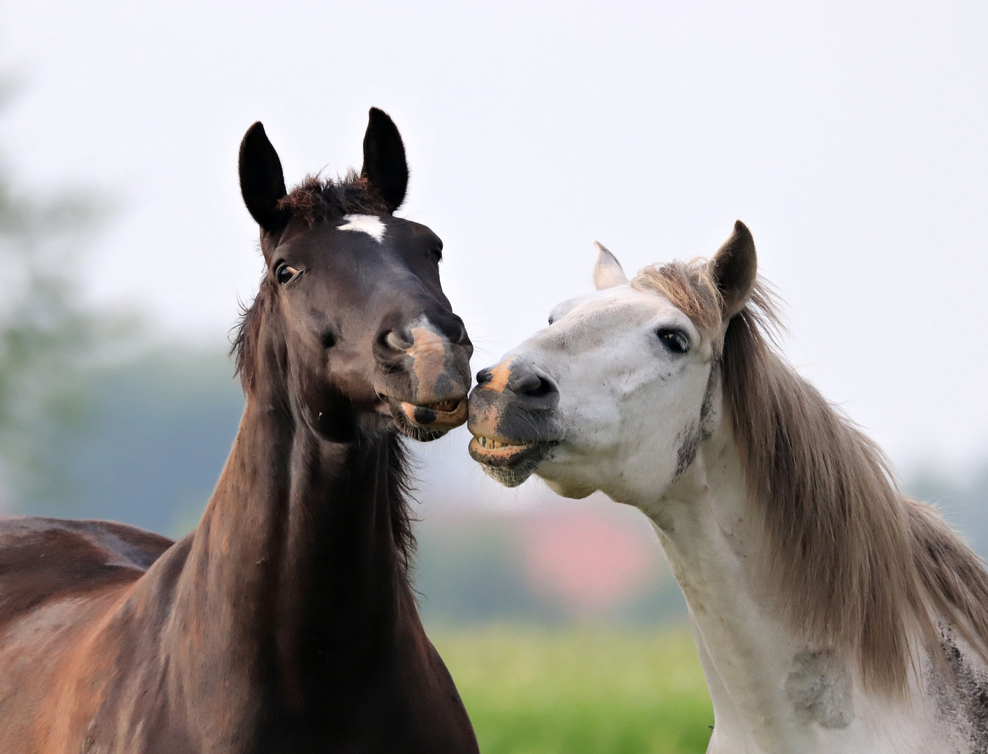 beste Freunde...