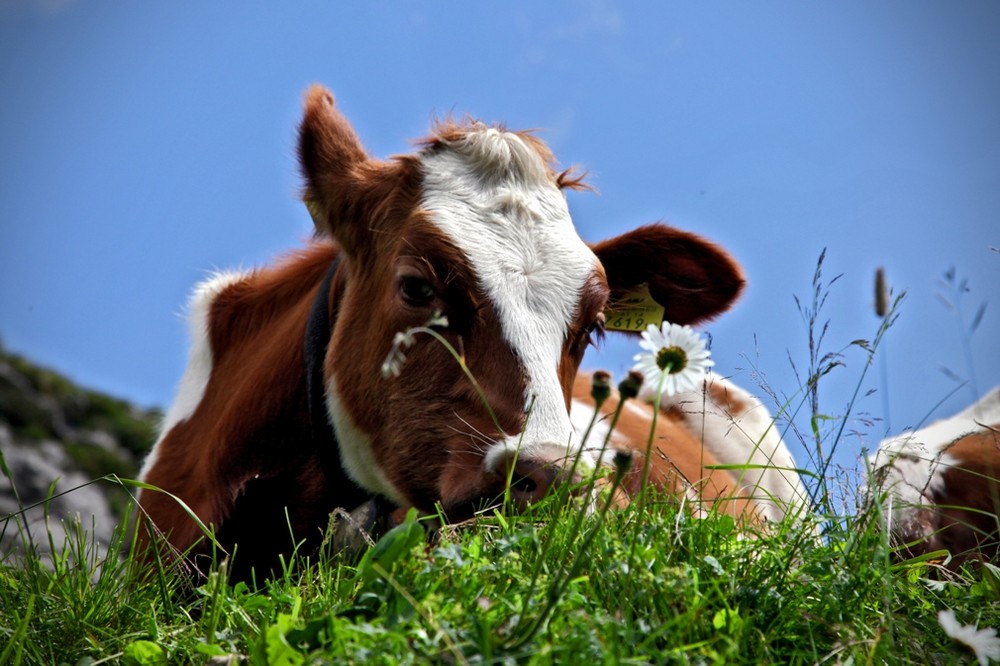 Beste Milch!