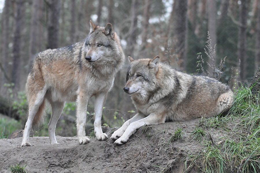 Beste Wolfsfreunde !!!