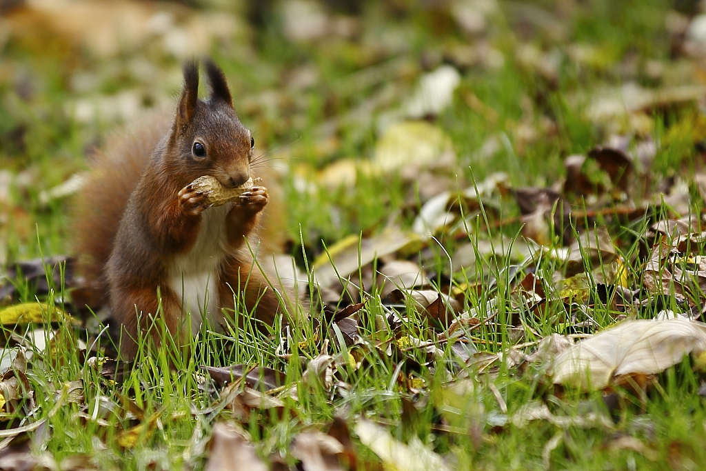 Bestechungsversuch im Park!