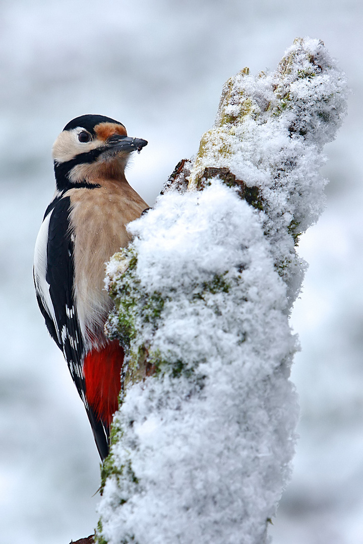 Besteigung der Nordwand