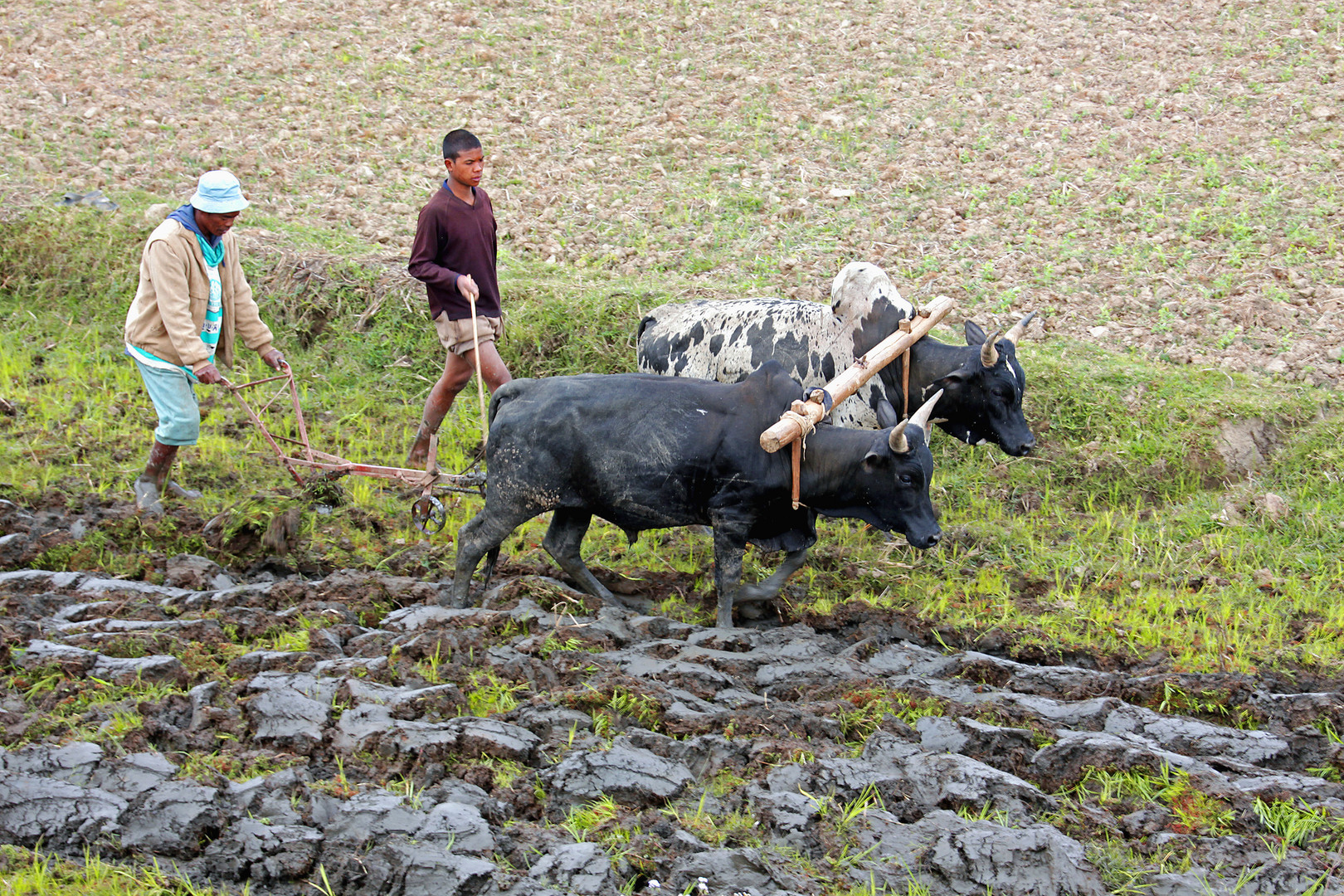Bestellung der Reisfelder auf Madagaskar mit Zebus