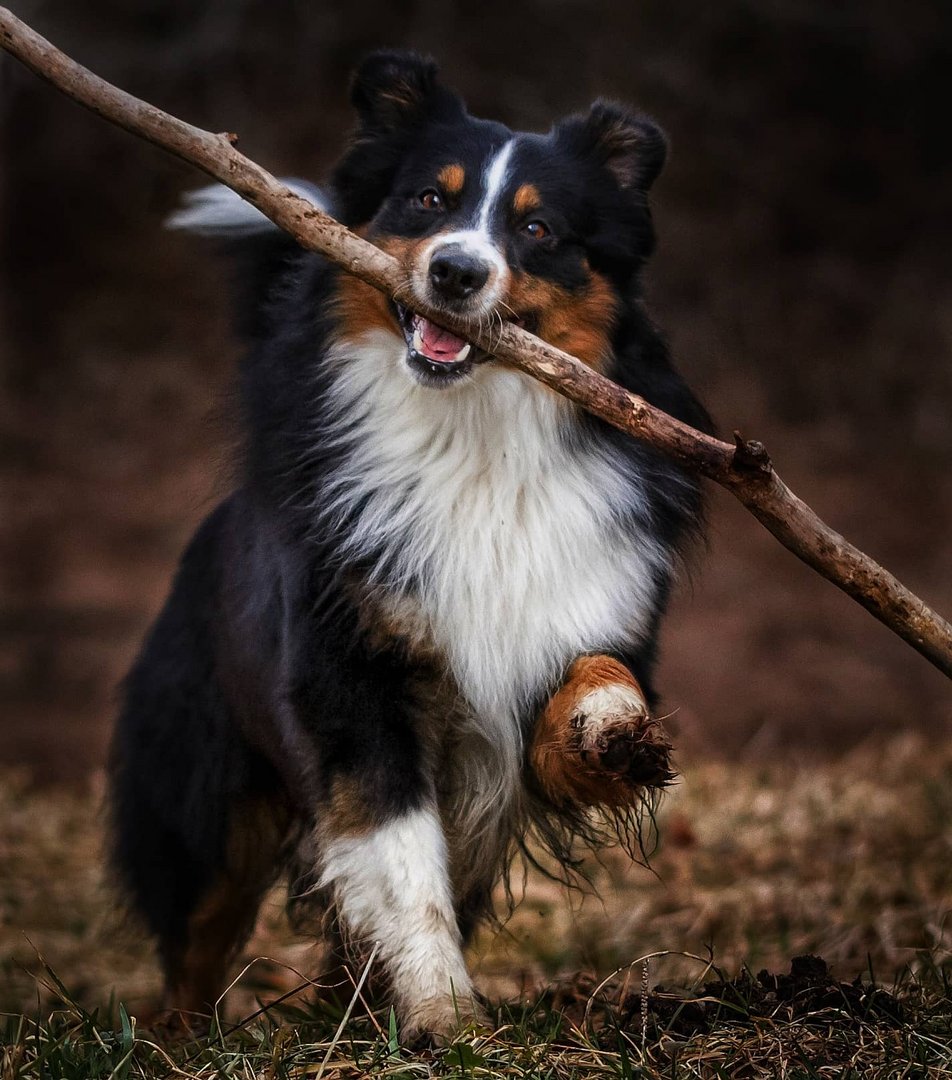 Bester Freund des Menschen Foto & Bild tiere, haustiere, fotos Bilder auf