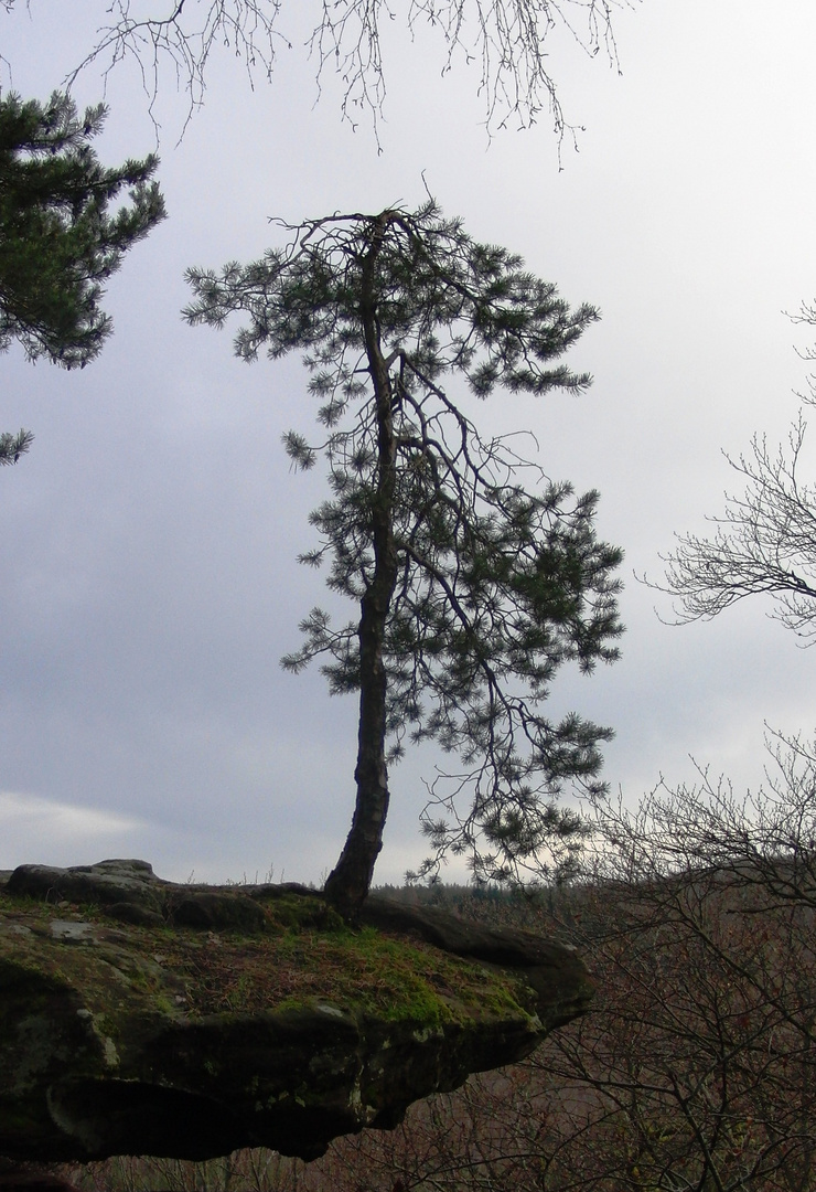 Bester Standort im Wald