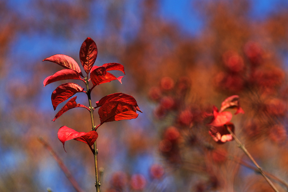bestes Herbstwetter in Rot-Blau
