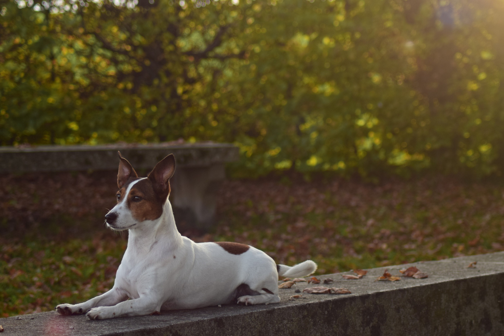 Bestes Hundemodel der Welt