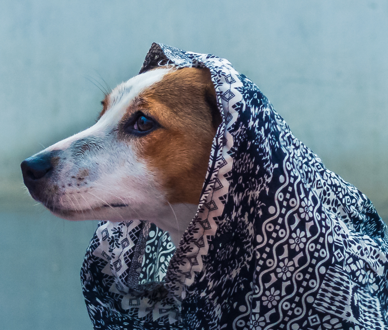 Bestes Hundewetter!